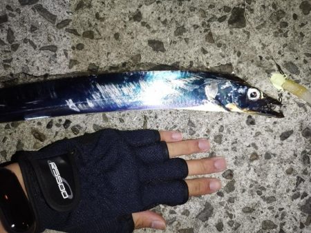 やっと太刀魚！！