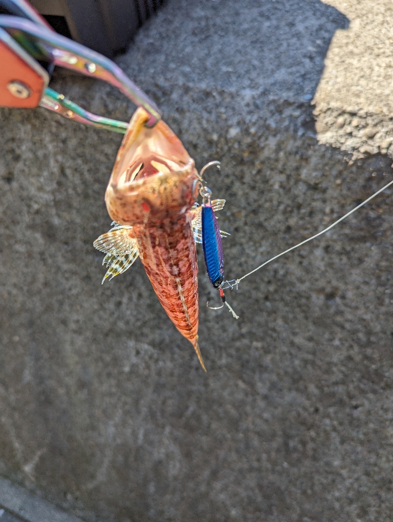 陸っぱり釣行記