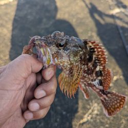陸っぱり釣行記