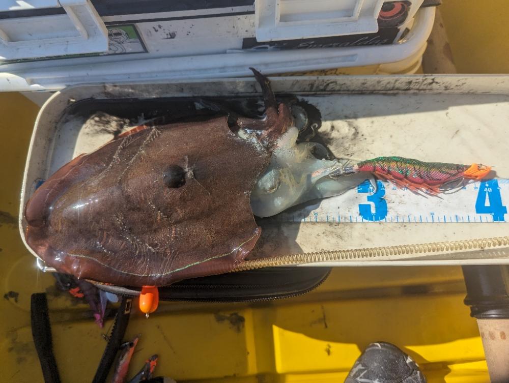 ティップランでデカモンゴウ