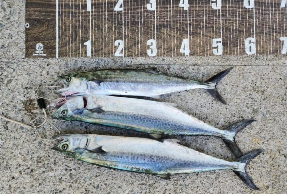 ここにもキタ━━━( ̄∀ ̄)━━━ッ!!!