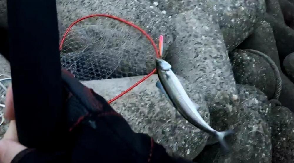 サゴシいつまで続く❓❓❓