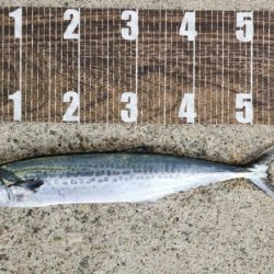 なんとか1本(^_^;)