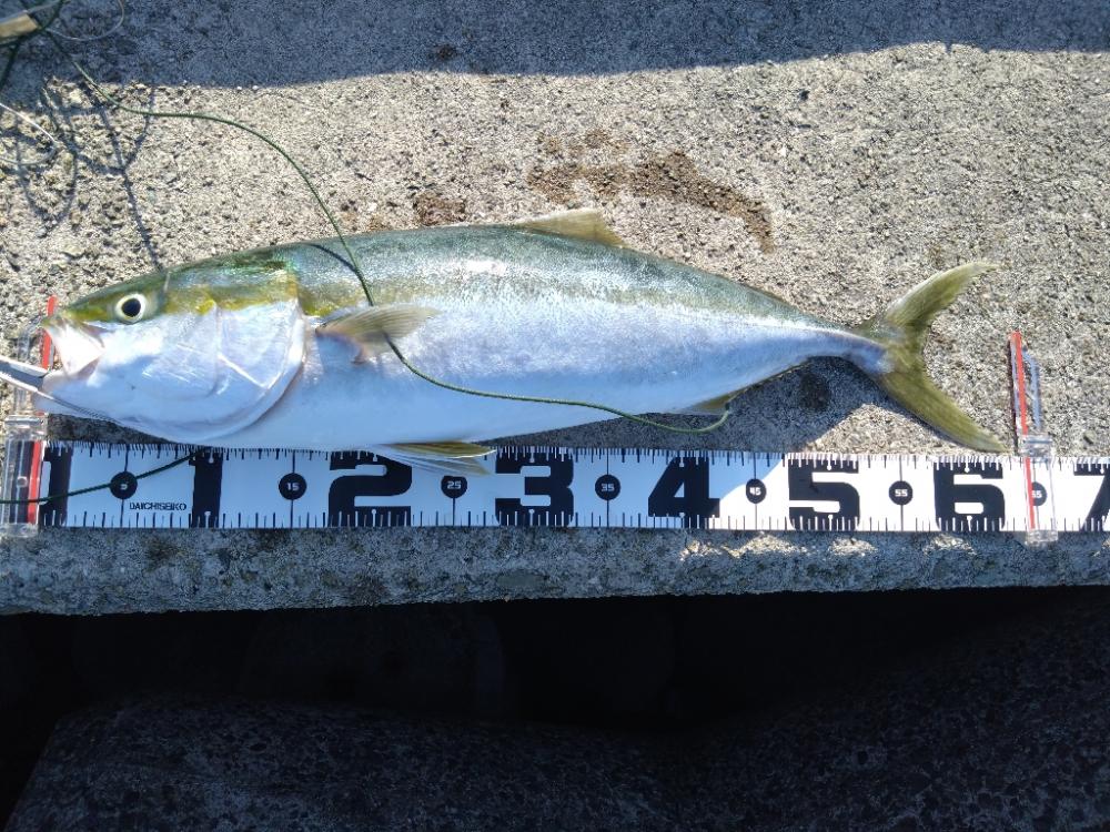 朝マヅメにメジロ