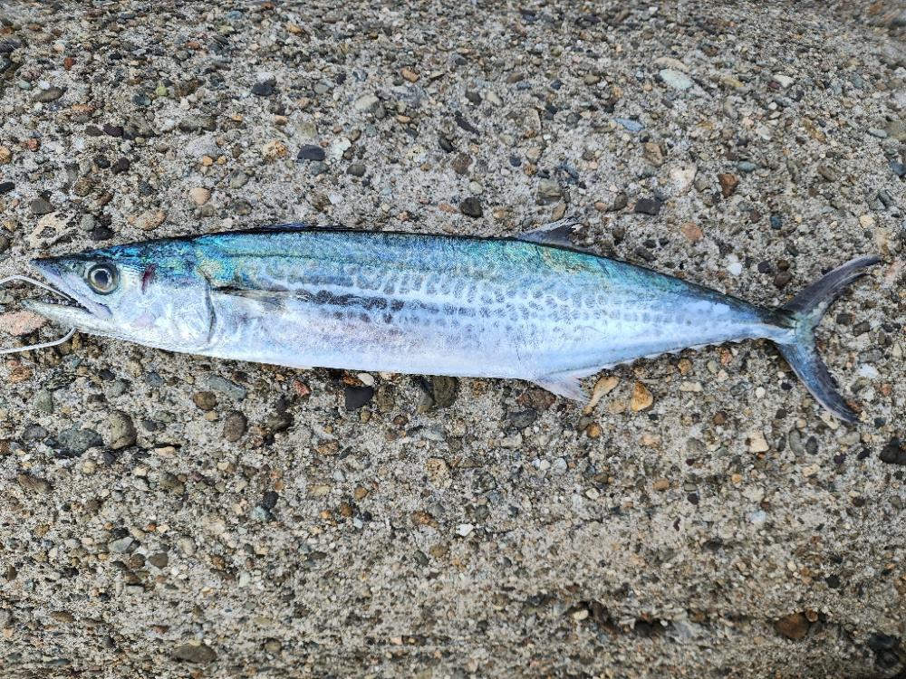 やっと釣れた(´Д｀)ﾊｧ…