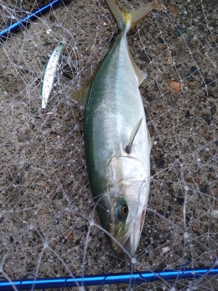 ハマチ2 サゴシ2