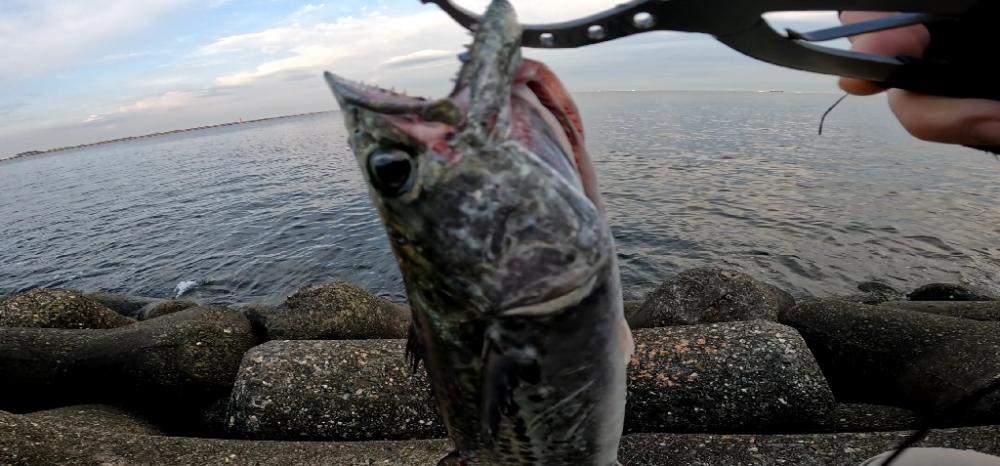 なんとか1本🐟