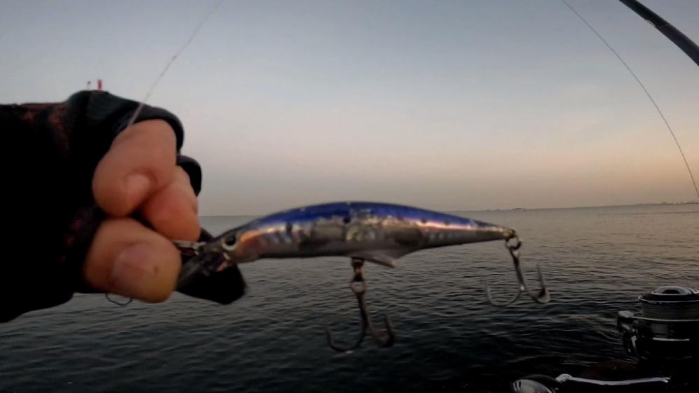 サワラ釣りたい(>_<)