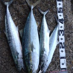 メジロ1、サゴシ3、エソ1