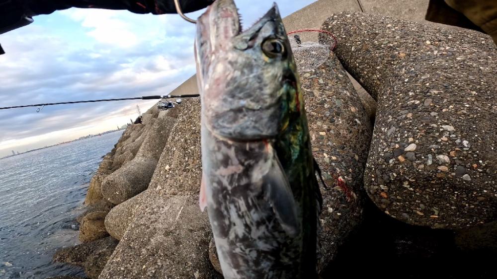 青物祭りはまだ(´-ω-`)