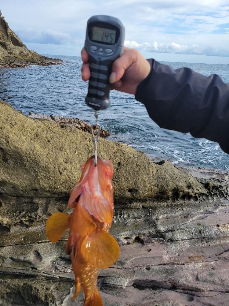 キジハタ記録更新*°♡