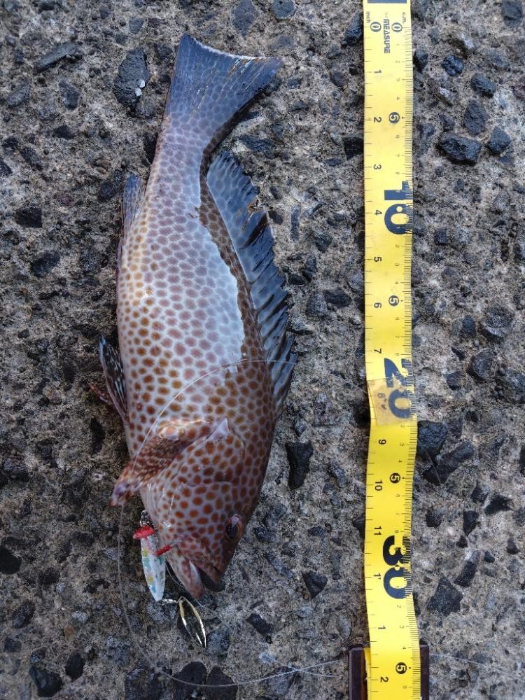 連日のオオモンハタ!サイズアップ!