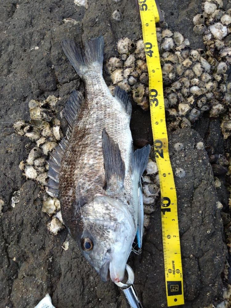 磯ルアーゲーム！