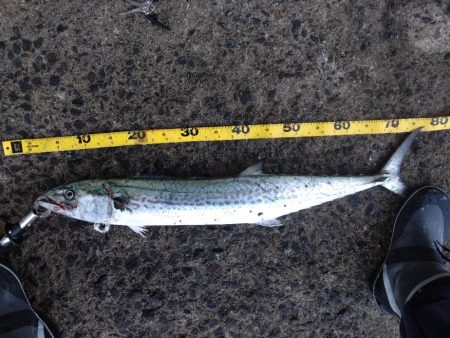 サゴシを確保！