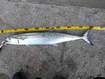 連日の釣行でサゴシのサイズアップ！スマガツオも！