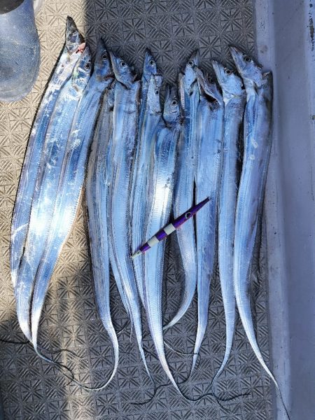 オール阪神杯でタチウオジギング