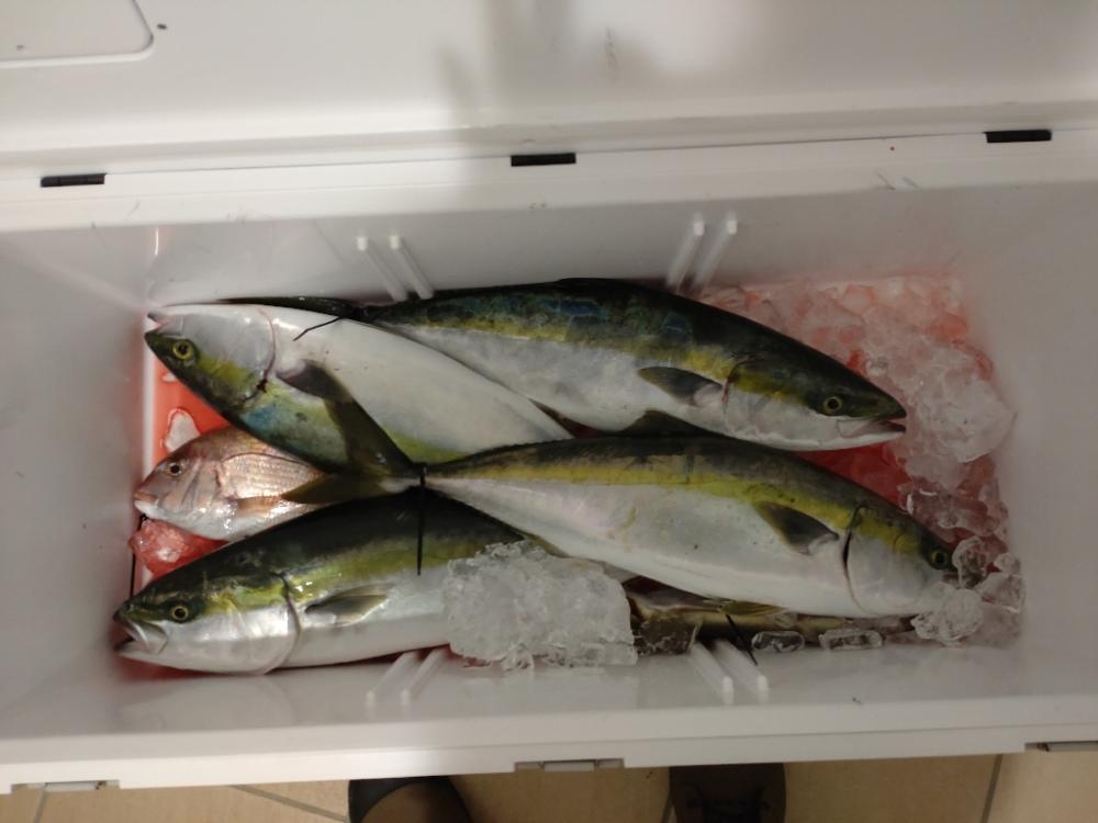 娘のライトジギング初挑戦（釣果はワニゴチ）