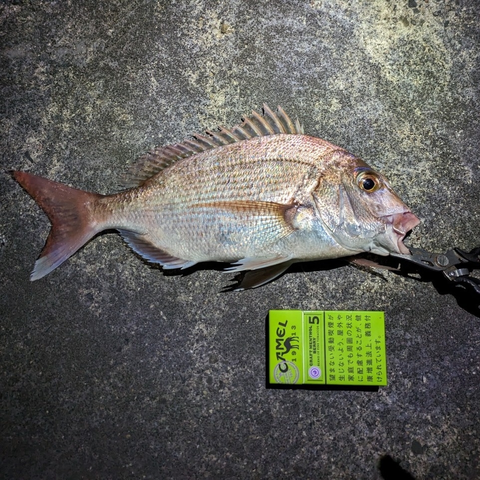 天然真鯛の鱗付け