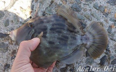 潮が動くタイミングにアタリ連発