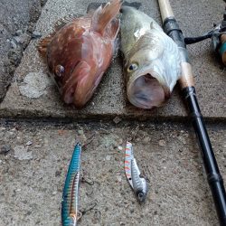 プチsalt water game