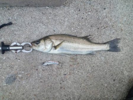 プチsalt water game