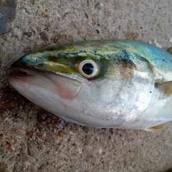 プチsalt water game