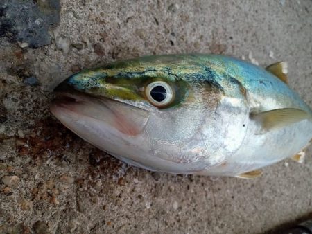 プチsalt water game