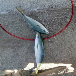 プチsalt water game