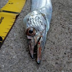 プチsalt water game