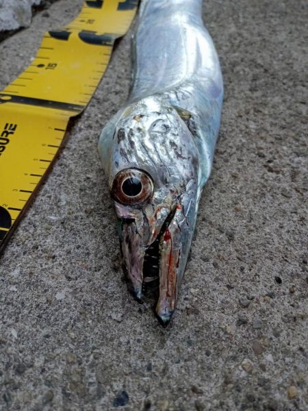 プチsalt water game