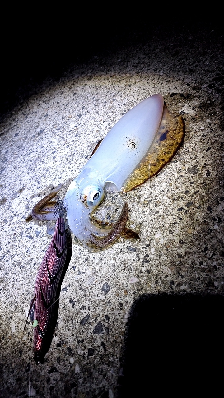 タダ巻きエギング