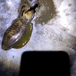 タダ巻きエギング2