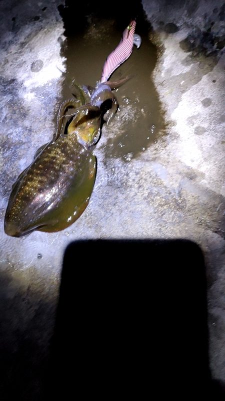 タダ巻きエギング2