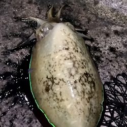 ナイトエギング