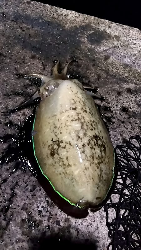 ナイトエギング