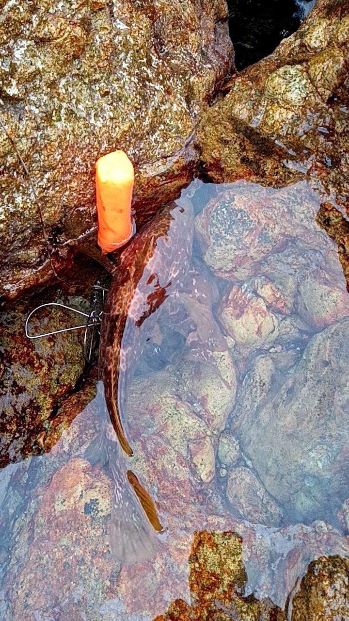 釣れたアイゴにクエ？が