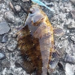 アジ探し@下津周辺