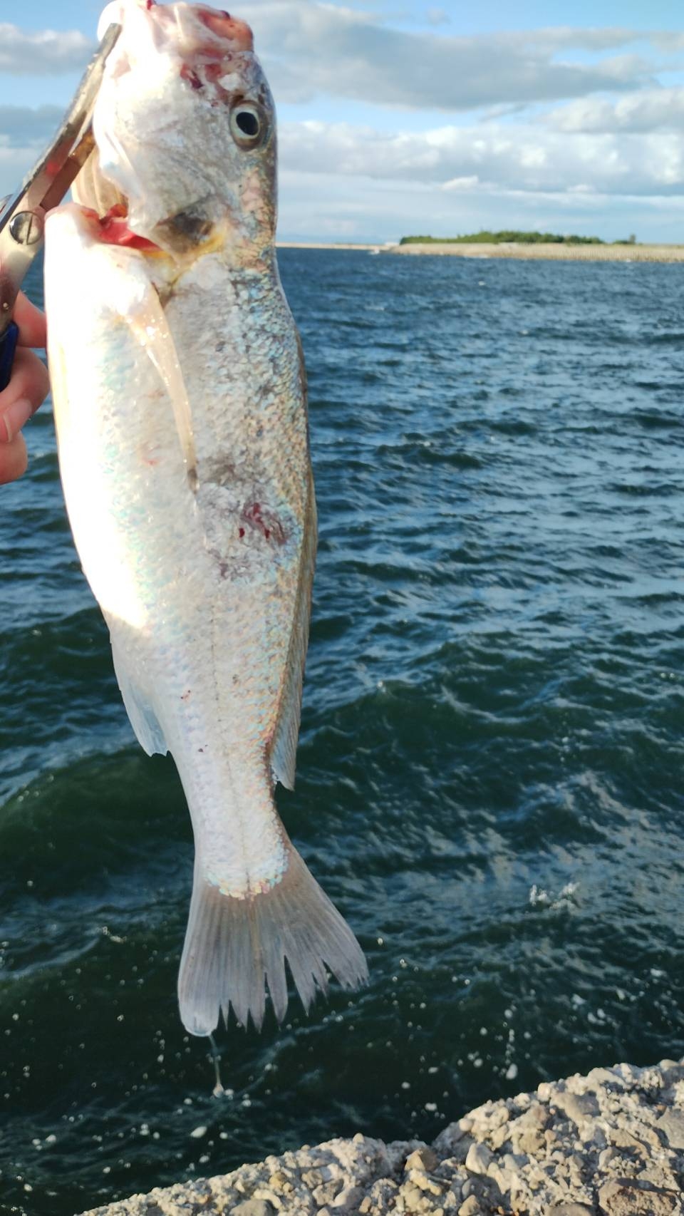 サゴシとシログチ