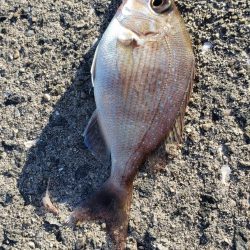 アジ探し@泉佐野