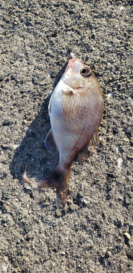 アジ探し@泉佐野