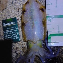 数週間ぶりの、アオリイカ