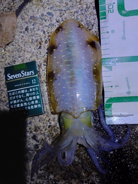 数週間ぶりの、アオリイカ