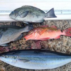 和歌山市江（吉丸渡船）で磯フカセ