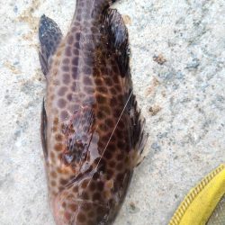 和歌山日高港でアジ釣りと紀州釣り