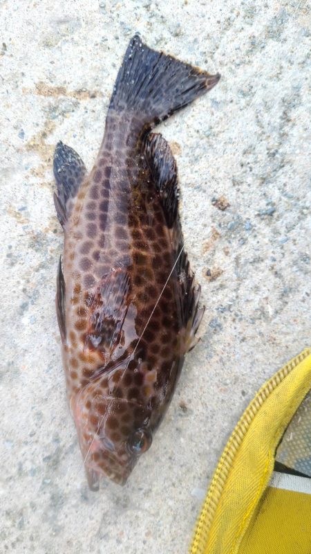 和歌山日高港でアジ釣りと紀州釣り
