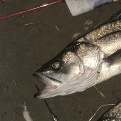 久しぶりのジョイントフェザーフィッシュ