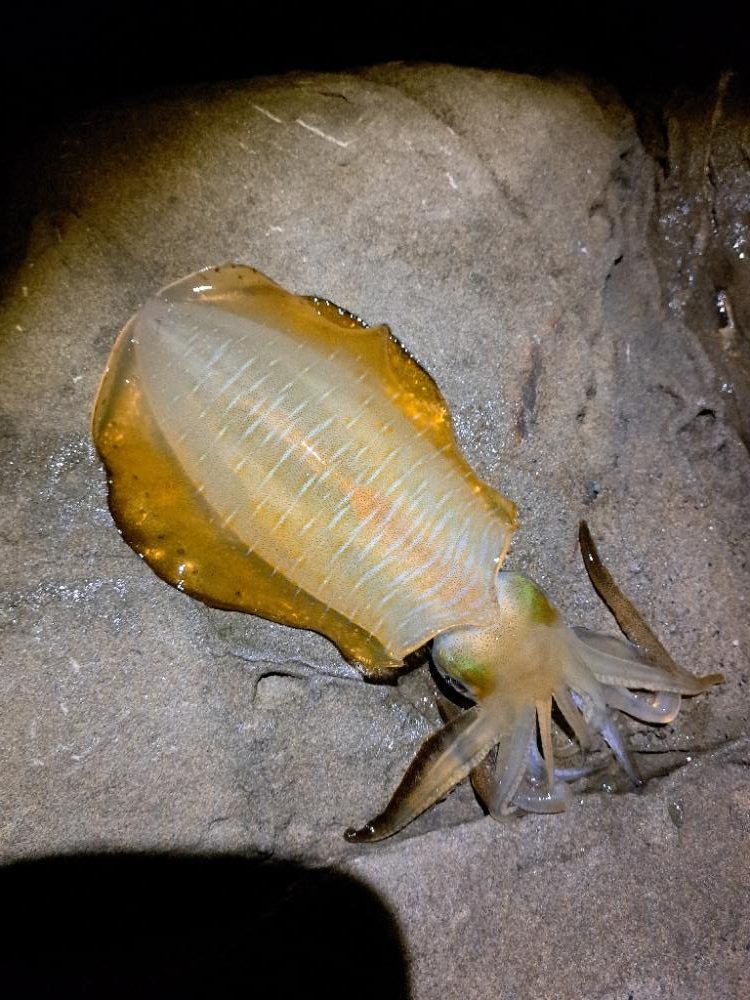 今季初エギング