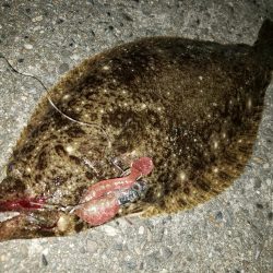 ヒラメ釣り