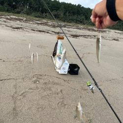 まだまだキスは釣れてます