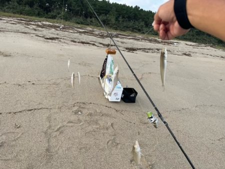 まだまだキスは釣れてます